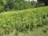 P6050032